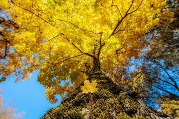 A close-up view of a single yellow leaf resting on a mossy tree trunk, with golden autumn leaves and blurred sunlight in the background. The vibrant colors and soft focus create a warm and tranquil