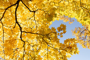 A view looking up at the sky, framed by vibrant yellow autumn leaves on tree branches. The brilliant blue sky provides a striking contrast