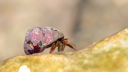 Mediterranean Hermit Crab - Clibanarius erythropus