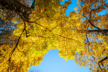 A tall tree with radiant yellow leaves stands against a clear blue sky, showcasing the brilliance...