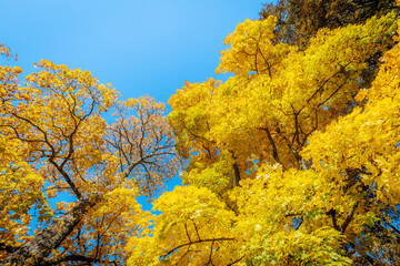 A tall tree with radiant yellow leaves stands against a clear blue sky, showcasing the brilliance of autumn. The golden foliage creates a vivid contrast with the bright sky