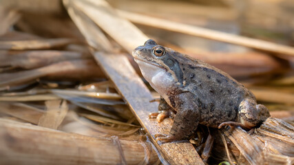 Marsh frog - Pelophylax ridibundus
