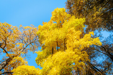 A tall tree with radiant yellow leaves stands against a clear blue sky, showcasing the brilliance...