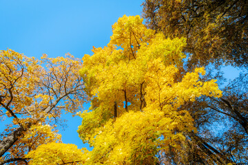 A tall tree with radiant yellow leaves stands against a clear blue sky, showcasing the brilliance...