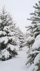 Naklejka premium Snow Covered Trees in a Winter Forest - Serene Landscape