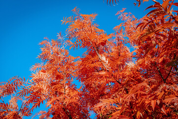 Close-up of vibrant red autumn leaves and clusters of berries set against a clear blue sky. The deep red foliage creates a stunning contrast, highlighting the beauty of the season.