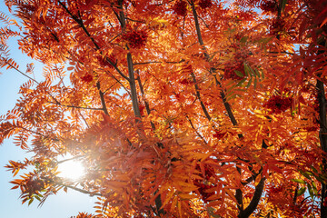 The sun bursts through vibrant orange leaves of a tree in full autumn colors. The bright sunlight and clear blue sky create a warm, glowing atmosphere, highlighting the beauty of the season.