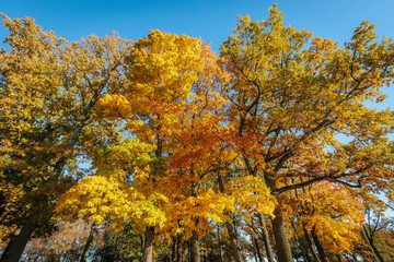 Fototapeta premium A stunning park scene featuring tall trees with vibrant golden and orange autumn foliage against a clear blue sky. The warm colors of fall are beautifully captured
