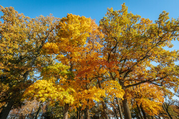 A stunning park scene featuring tall trees with vibrant golden and orange autumn foliage against a clear blue sky. The warm colors of fall are beautifully captured