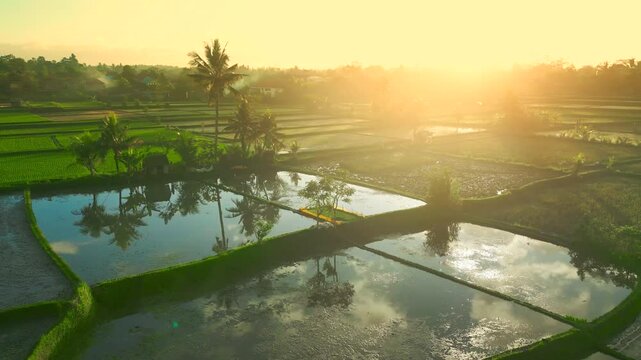 Lush green rice terraces with reflective water, palms, and distant hills under a golden sunset, showcasing the beauty of Ubud's landscape.