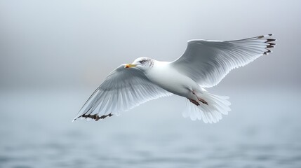 Seagull in Flight Over Tranquil Ocean, solitary bird gliding above serene waters, minimalistic backdrop enhances peaceful ambiance