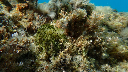 Cyanobacteria marine sludge-weed or brush weed (Symploca hydnoides) undersea, Aegean Sea, Greece, Halkidiki, Pirgos beach