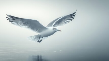 Obraz premium Seagull in Flight over Serene Ocean, solitary bird gliding gracefully above tranquil waters, clear skies create peaceful scene