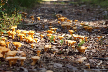 yellow autumn mushrooms on the ground