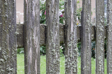 vertical old wooden plank fence overgrown with moss