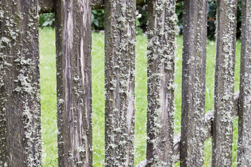 vertical old wooden plank fence overgrown with moss