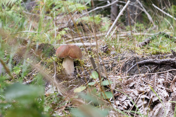 a single mushroom grows through the grass in the forest