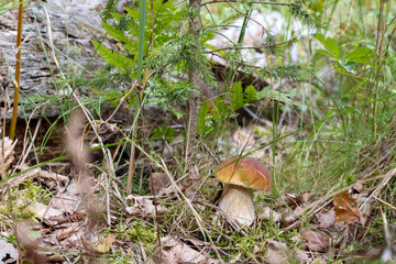 a single mushroom grows through the grass in the forest