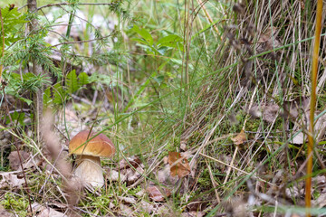 a single mushroom grows through the grass in the forest