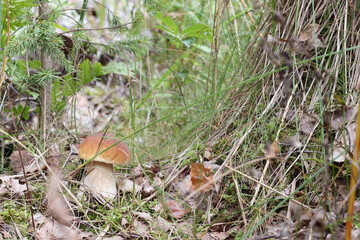 a single mushroom grows through the grass in the forest