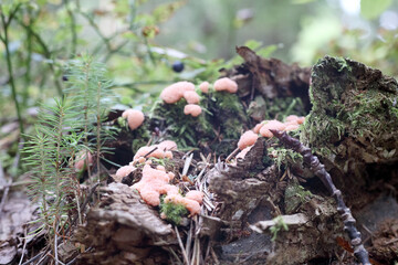 mushrooms grow on a fallen tree trunk with moss in the pine forest