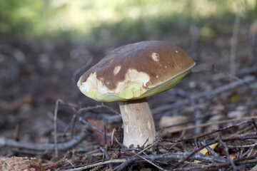 mushrooms in the forest with a mushroom hat destroyed by snails