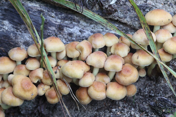 small mushrooms have grown on a tree trunk in the forest