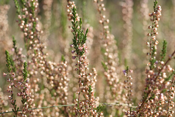 small flower buds on a forest plant