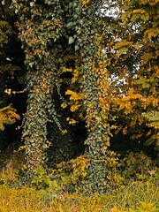 autumn in the forest