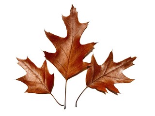 Fototapeta premium Herbstlaub 