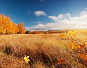 autumn orange landscape yellow leaves and dried grass on a clear warm day