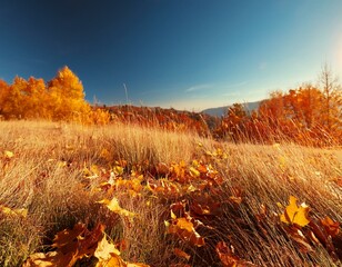autumn orange landscape yellow leaves and dried grass on a clear warm day