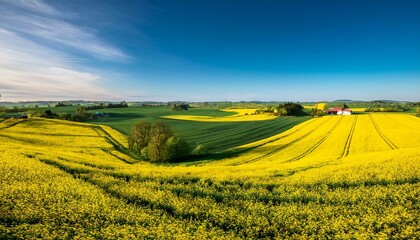 Obraz premium green and yellow farm fields with canola rapeseed in skane sweden during spring