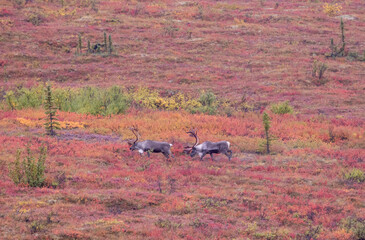 Bull Barren Ground Caribou in Denali National Park Alaska in Autumn