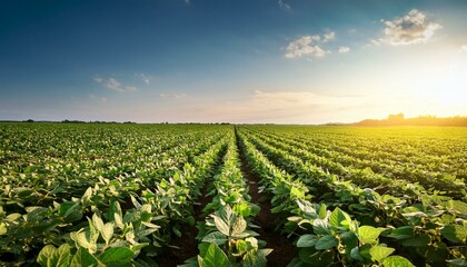 soybeans growing in a field agriculture