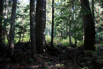 A Burnaby Mountain Conservation Area , Vancouver, BC Canada