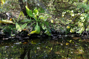 Shore of a small lake, Burnaby Mountain Park, Burnaby, Vancouver, British Columbia, Canada