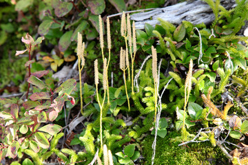 Plants in a forest, Burnaby Mountain Park, Burnaby, Vancouver, BC Canada