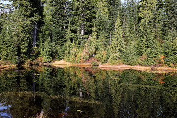 Shore of a small lake, Burnaby Mountain Park, Burnaby, Vancouver, British Columbia, Canada