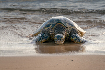 Hawaiian green sea turtle coming to shore close up