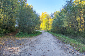 A serene scene of a winding dirt path through a vibrant forest during autumn. Rich colors of leaves create a picturesque setting for nature lovers.