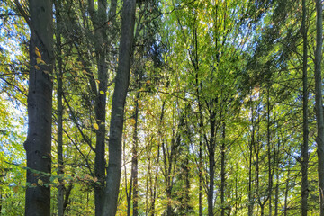 A serene view of a lush green forest with sunlight filtering through the leaves, creating a tranquil atmosphere in nature.
