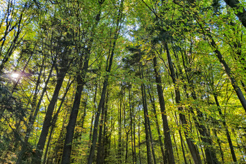 Sunlight filtering through lush green trees in a vibrant forest, showcasing the beauty of nature and promoting a serene outdoor atmosphere.