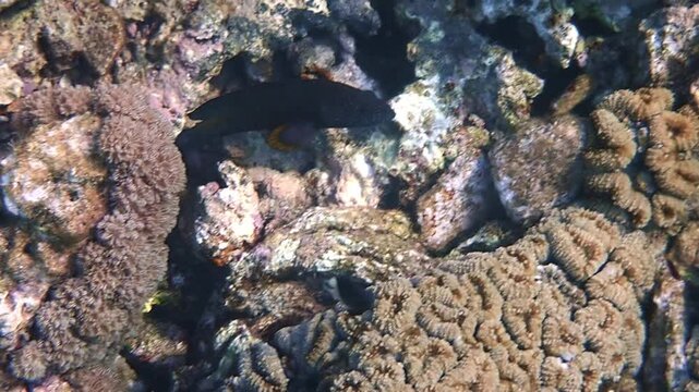 Squaretail Coralgrouper (Plectropomus areolatus), known as the Squaretail Rockcod or Squaretail Grouper, belongs to family Serranidae, distributed in the Red Sea, it is solitary predator