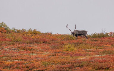 Bull Barren Ground Caribou in Denali National Park Alaska in Autumn