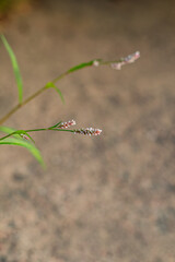 Close-up of a delicate knotweed (Kidney grass) (Persicaria maculosa)  flower with white and red buds on a blurred natural background, highlighting simplicity and minimalism.

