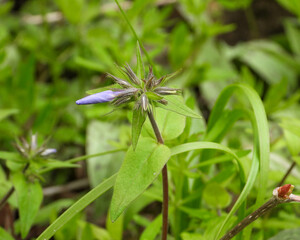 Phlox divaricata - Wild Blue Phlox - Native North American Woodland Wildflower