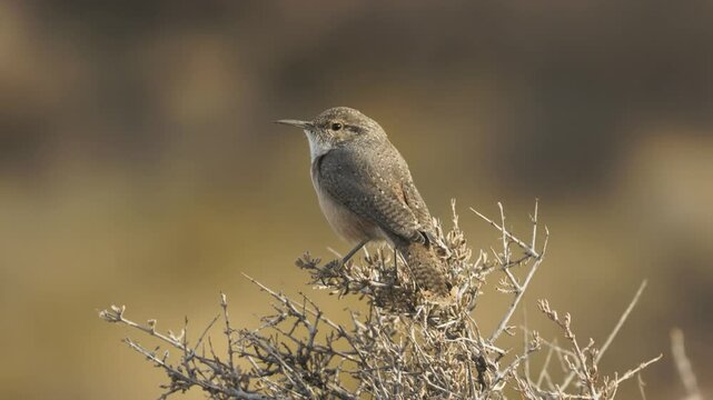 A Rock Wren sits on a prickly desert bush in Hurricane, Utah, USA in early morning sun while looking all around, then it yawns and at a squawk from another bird it takes flight.