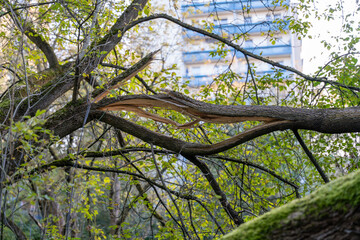 A tree branch has been split in half, with a building in the background. Scene is somber and...