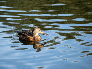 Fototapeta premium A duck is swimming in a lake. The water is calm and clear. The duck is the main focus of the image